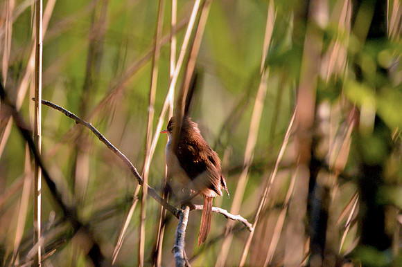 Cetti's warbler