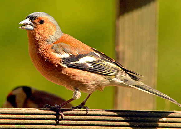 Chaffinch