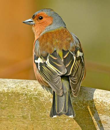 Chaffinch