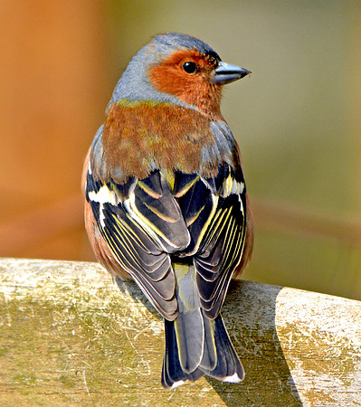 Chaffinch