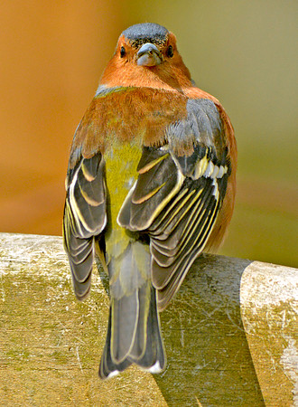 Chaffinch