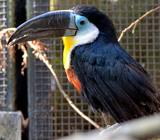 Channel billed toucan