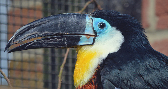 Channel billed toucan