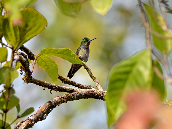 Charming hummingbird
