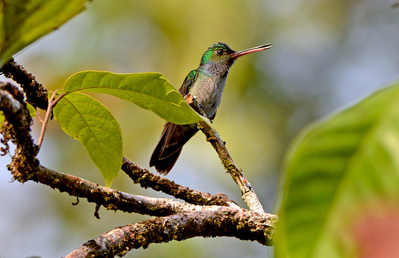 Charming hummingbird