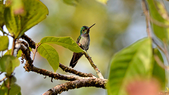 Charming hummingbird