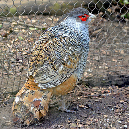 Cheer pheasant