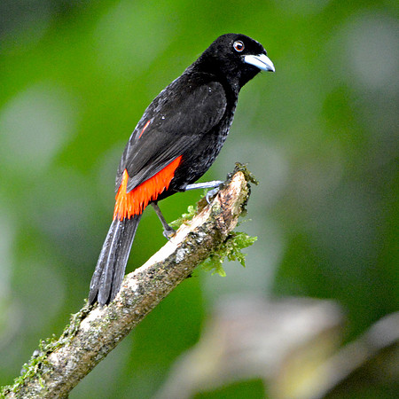 Cherrie's tanager
