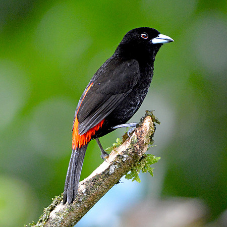 Cherrie's tanager