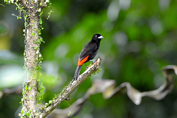 Cherrie's tanager
