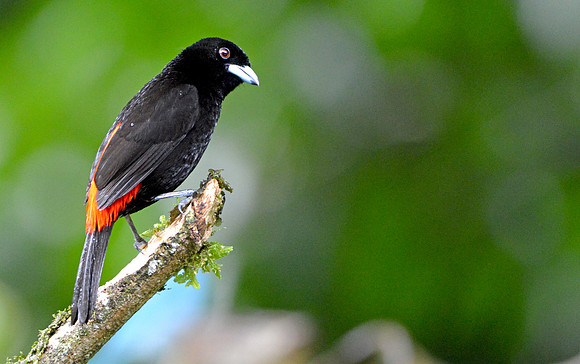Cherrie's tanager