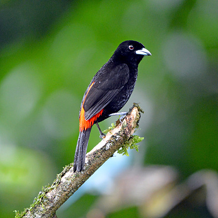 Cherrie's tanager