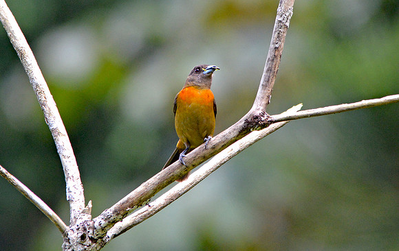 Cherrie's tanager