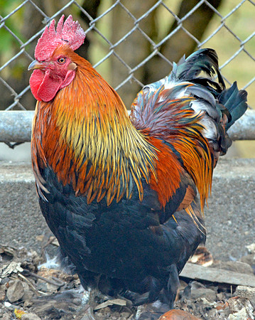 Black copper maran chicken