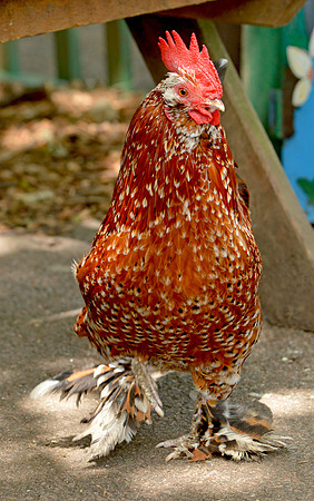 Mile fleur booted bantam chicken