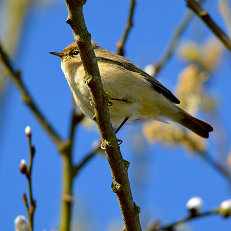 Chiffchaff