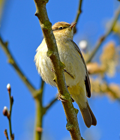 Chiffchaff