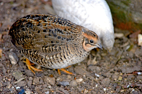Chinese painted quail