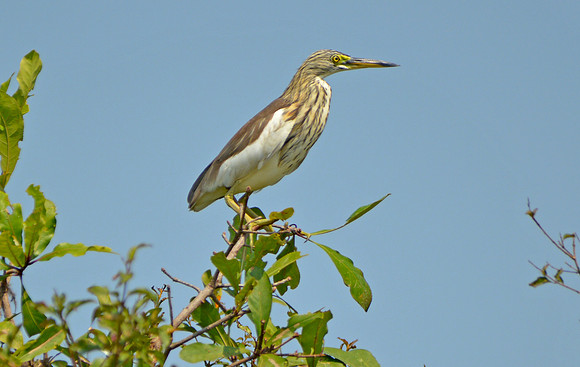 Chinese pond heron