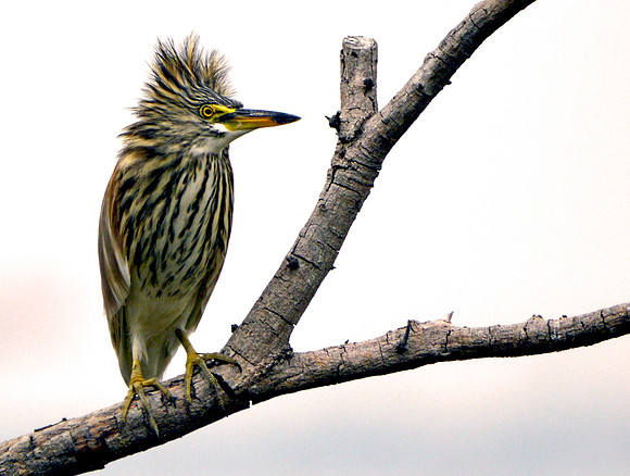 Chinese pond heron