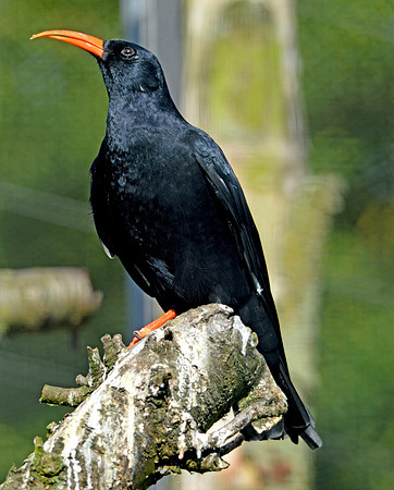 Red billed Chough