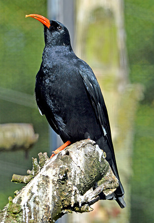 Red billed Chough