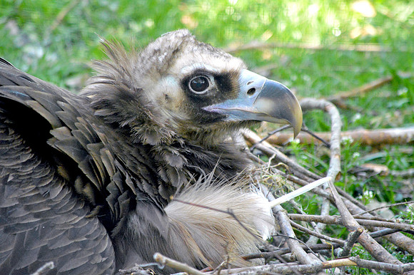 Cinereous vulture