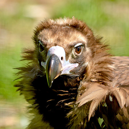 Cinereous vulture