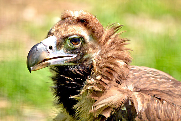 Cinereous vulture