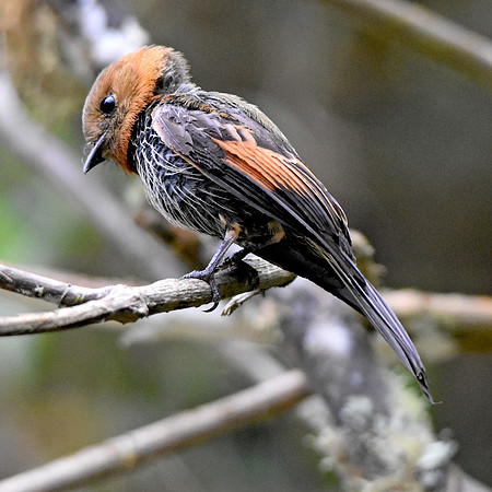 Cinnamon flycatcher