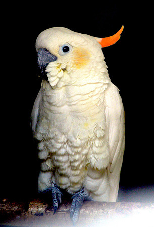 Citron crested cockatoo