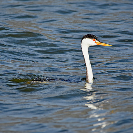 Clark's grebe