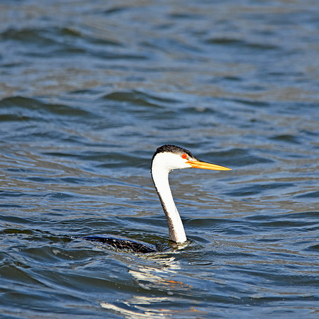 Clark's grebe