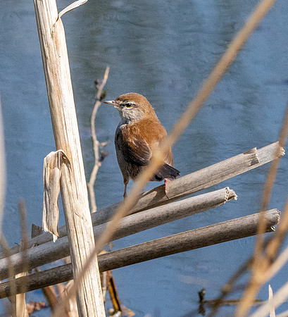 Cetti's warbler