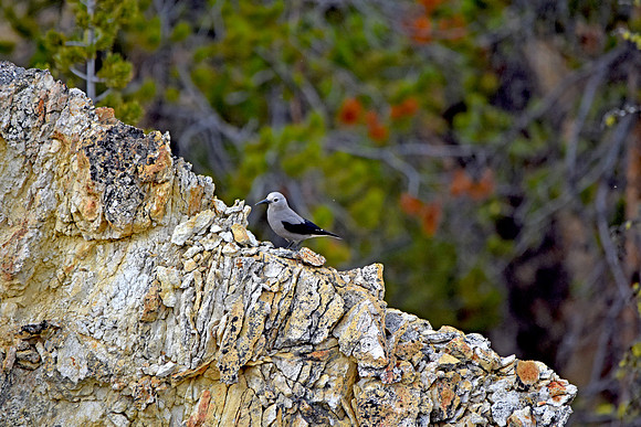 Clark's nutcracker