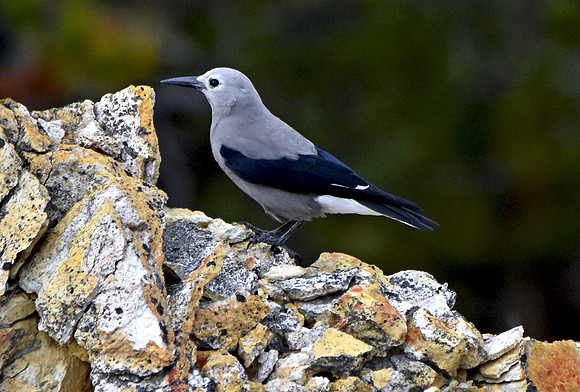 Clark's nutcracker