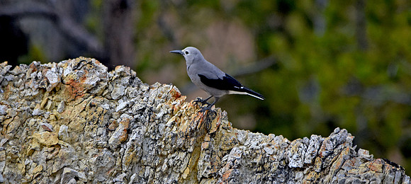 Clark's nutcracker