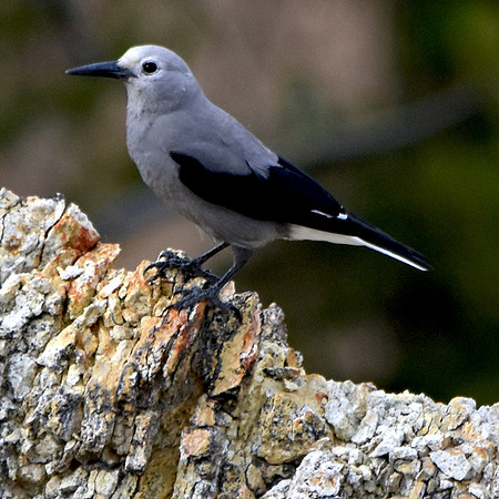 Clark's nutcracker