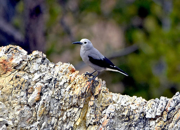Clark's nutcracker