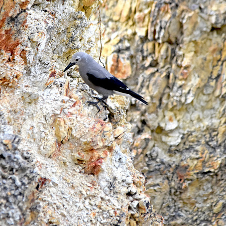 Clark's nutcracker