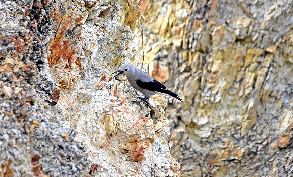 Clark's nutcracker