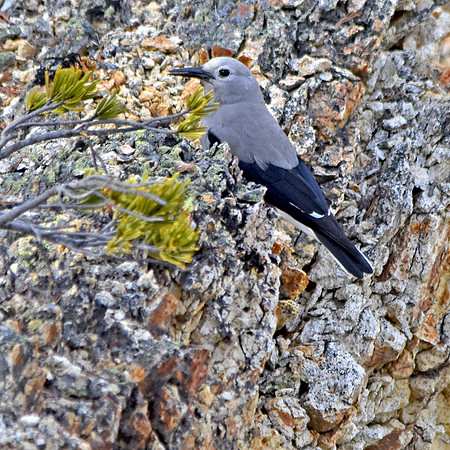 Clark's nutcracker