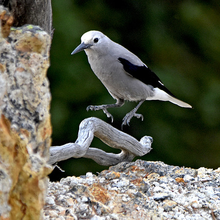 Clark's nutcracker