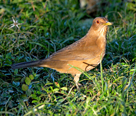 Clay coloured robin/thrush