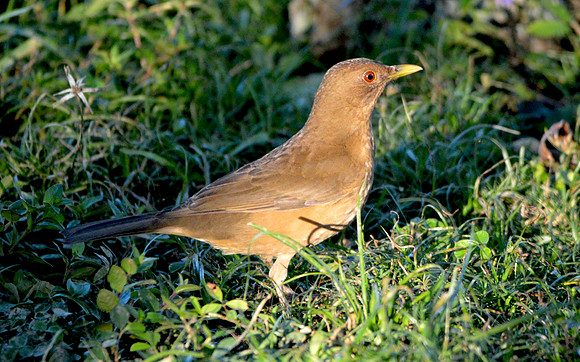 Clay coloured robin/thrush