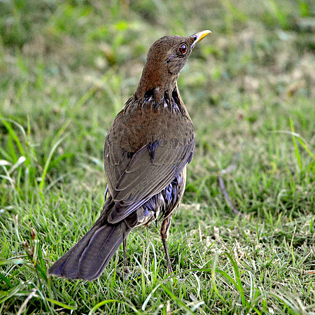 Clay coloured robin/thrush