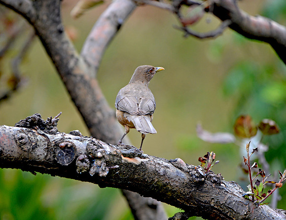 Clay coloured robin/thrush
