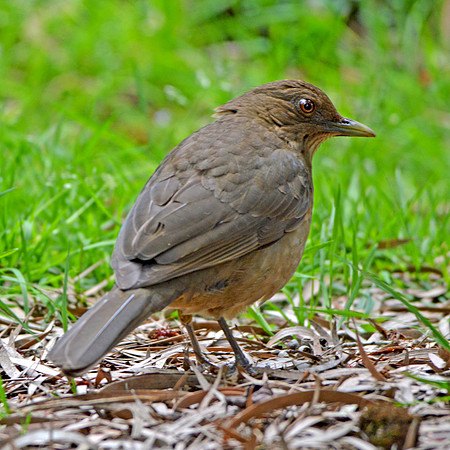 Clay coloured robin/thrush