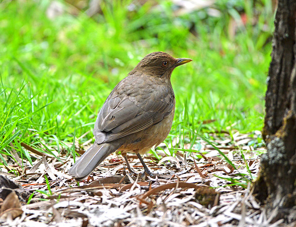 Clay coloured robin/thrush