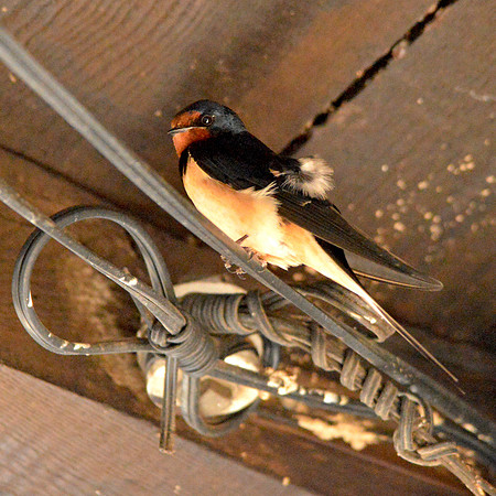 Barn swallow